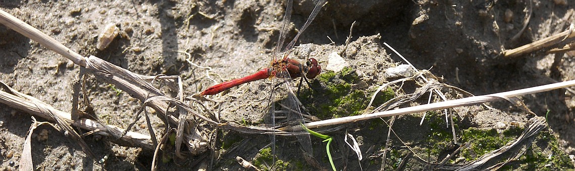 Vážka rudá (Sympetrum sanguineum) - foto Vojtěch Kodet