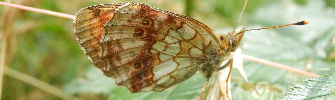 Perleťovec kopřivový (Brenthis ino), PR Rašeliniště Kaliště, Jihlávka [JI] - 9.7.2014, foto Vojtěch Kodet