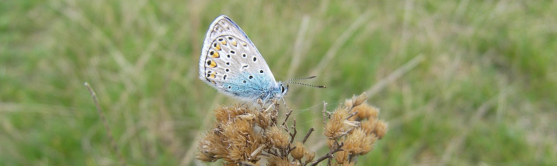 Modrásek jehlicový (Polyommatus icarus) - foto Vojtěch Kodet