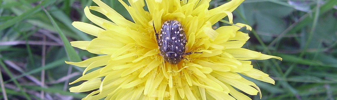 Zlatohlávek tmavý (Oxythyrea funesta) na hadím mordu nízkém (Scorzonera humilis), Údolí pod Bejčinou, Dolní Věžnice [HB] - 21.5.2004, foto Vojtěch Kodet