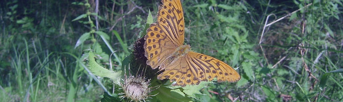 Perleťovec stříbropásek (Argynnis paphia) - foto Vojtěch Kodet