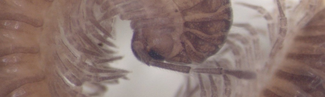 Skvrněnka severn&iacute; (Listrocheiritium septentrionale) - foto Karel Tajovský