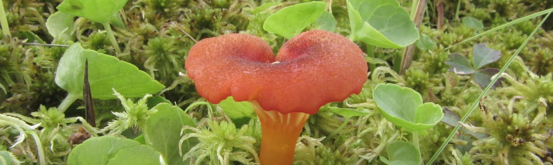 Voskovka vroubkovaná (Hygrocybe coccineocrenata) - foto Marek Brom