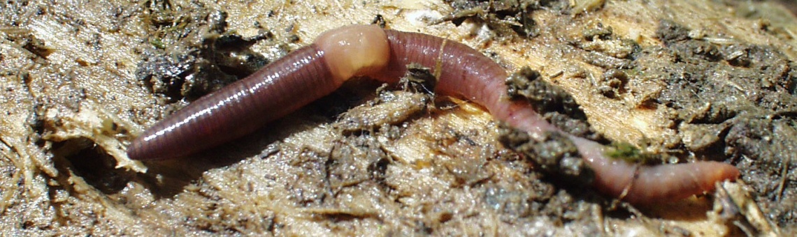 Ž&iacute;žala Dendrobaena octaedra - foto Václav Pižl