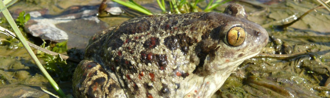 Blatnice skvrnitá (Pelobates fuscus), U Popického rybníka, Popice u Jihlavy [JI] - foto Jaromír Maštera