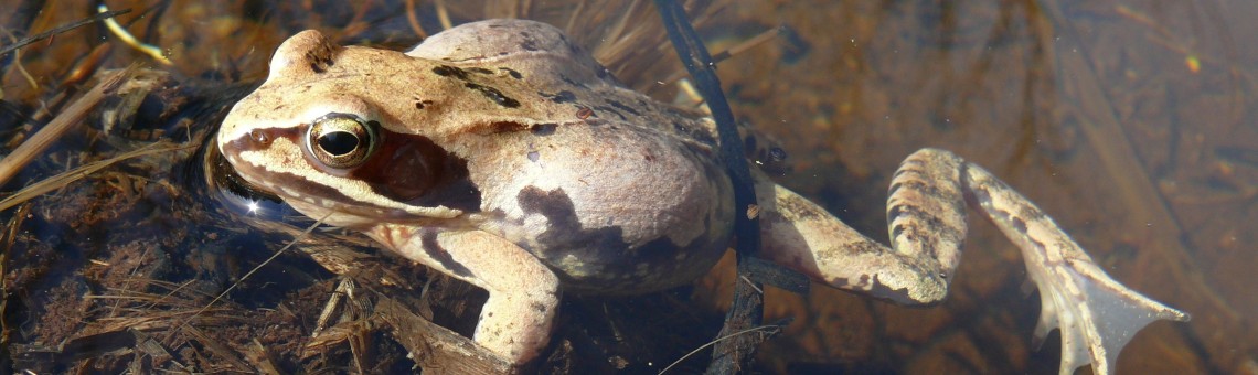 Skokan ostronosý (Rana arvalis) - foto Jaromír Maštera