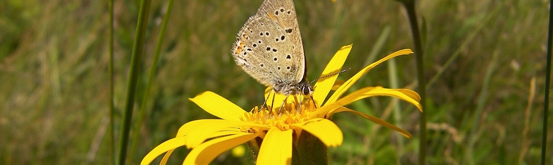 Ohniváček modrolemý (Lycaena hippothoe) na prze arnice (Arnica montana), NPR Zhejral, Klátovec [JI] - foto Vojtěch Kodet