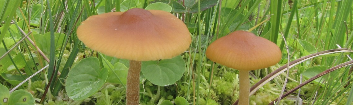 Čepičatka smíšená (Galerina hybrida) - foto Marek Brom