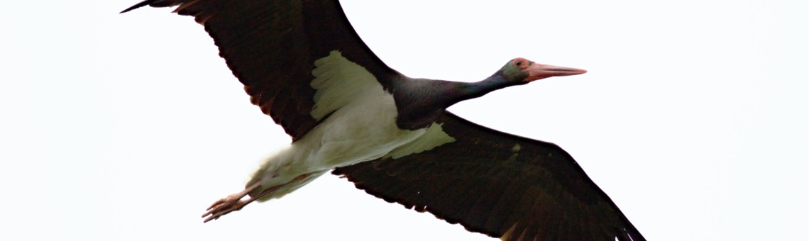 Čáp černý (Ciconia nigra) - foto Tomáš Kněžíček