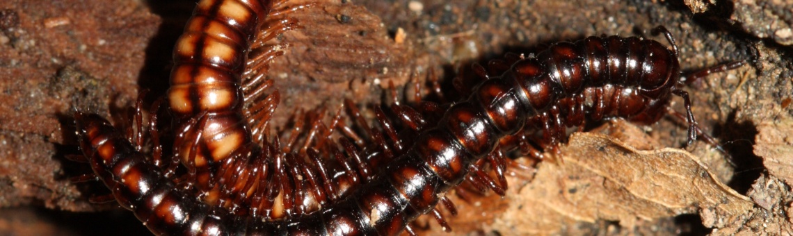 St&iacute;něnka hnědočerven&aacute; (Strongylosoma stigmatosum) - foto Filip Trnka