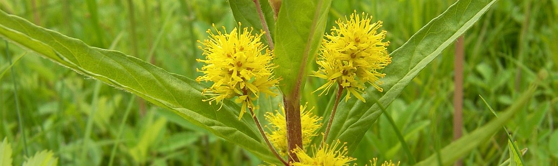 Vrbina kytkokěvá (Lysimachia thyrsiflora), PR Rašeliniště Kaliště, Jihlávka [JI] - 21.6.2006, foto Vojtěch Kodet