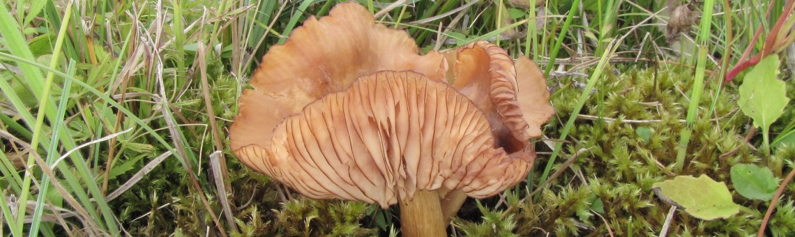 Václavka bažinná (Armillaria ectypa) - foto Marek Brom