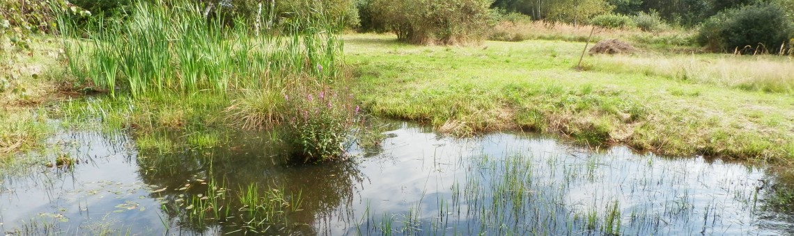 Pístovské mokřady, Pístov u Jihlavy [JI] - 7.9.2014, foto Vojtěch Kodet