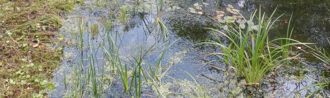 U Popického rybníka, Popice u Jihlavy [JI] - 7.9.2014, foto Vojtěch Kodet
