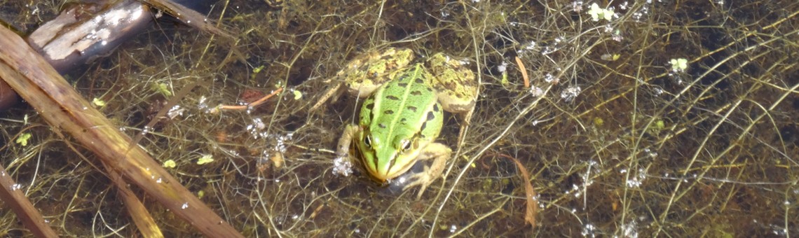 Skokan krátkonohý (Pelophylax lessonae) v porostu bublinatky jižní (Utricularia australis), PR Chvojnov, Milíčov u Jihlavy [JI] - 18.7.2015, foto Vojtěch Kodet