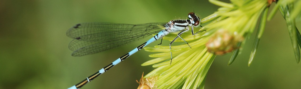 Šidélko kopovité (Coenagrion hastulatum) - foto Václav Křivan