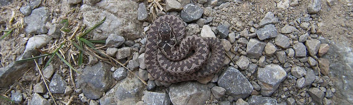 Zmije obecn&aacute; (Vipera berus) - foto Vojtěch Kodet