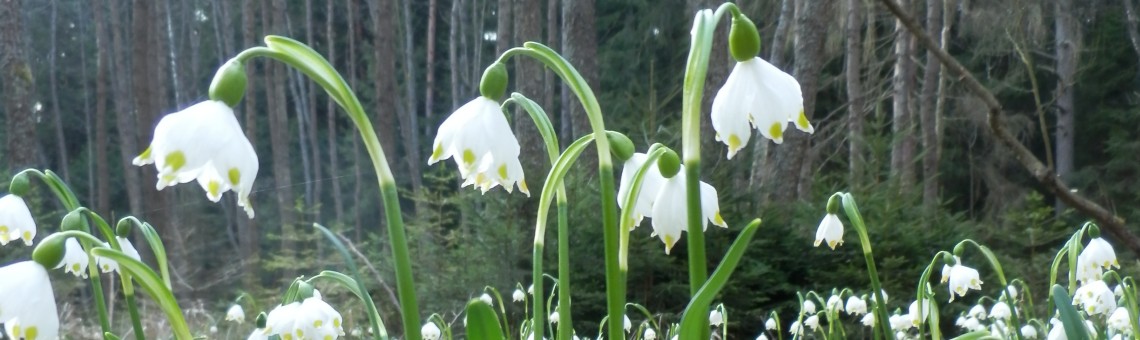 Bledule jarní (Leucojum vernum), PP Stržená Hráz, Mnich [PE] - 28.3.2014, foto Vojtěch Kodet