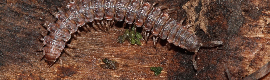 Plochule křehk&aacute; (Polydesmus complanatus) - foto Filip Trnka
