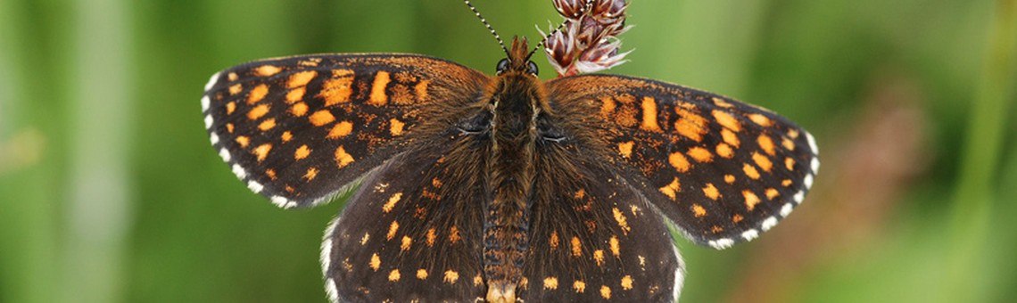 Hnědásek rozrazilový (Melitaea diamina) - foto Václav Křivan