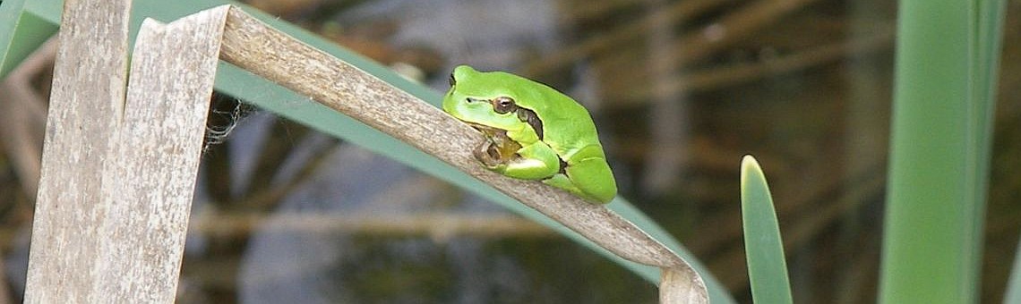 Rosnička zelená (Hyla arborea) - foto Vojtěch Kodet
