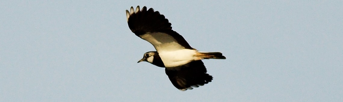 Čejka chocholatá (Vanellus vanellus) - foto Tomáš Kněžíček