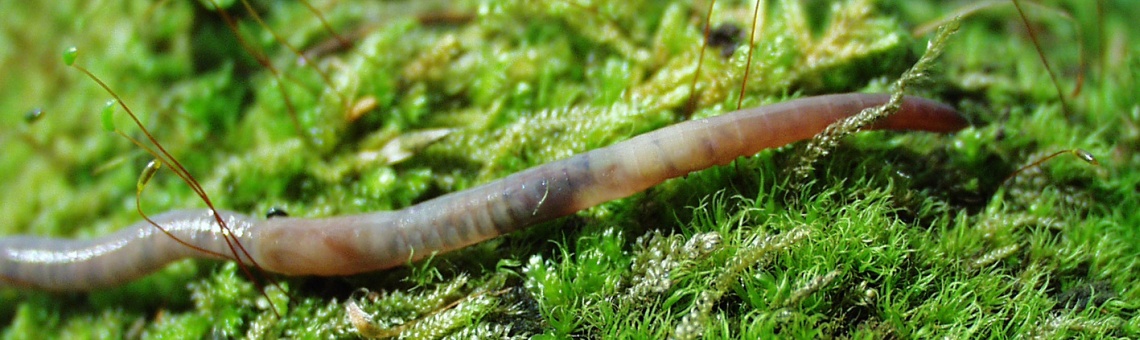 Ž&iacute;žala temn&aacute; (Aporrectodea caliginosa) - foto Václav Pižl