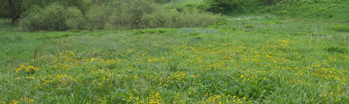 Pod Čertovým kamenem, Dobrá Voda Lipnická [HB] - 23.5.2010, foto Vojtěch Kodet