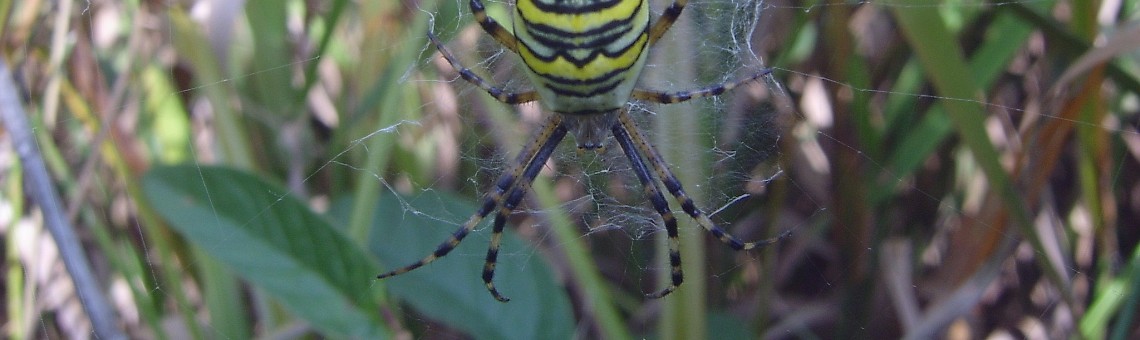 Křižák pruhovaný (Argiope bruennichi) - foto Vojtěch Kodet