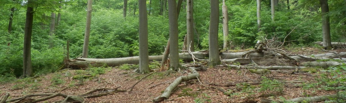 PR Ro&scaron;tejnsk&aacute; obora, Doupě [JI] - 28.5.2015, foto Vojtěch Kodet