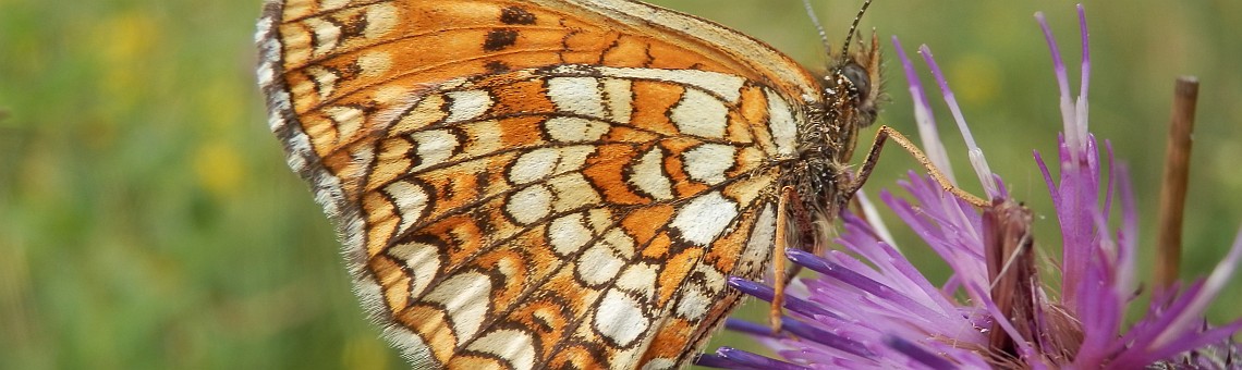 Hnědásek rozrazilový (Melitaea diamina), PR Rašeliniště Kaliště, Jihlávka [JI] - 9.7.2014, foto Vojtěch Kodet
