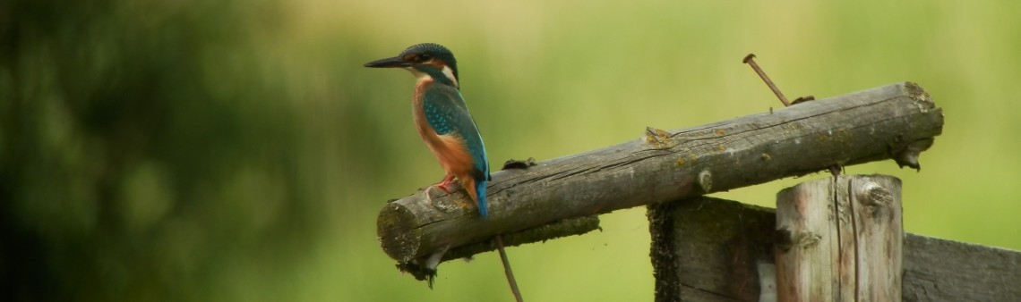 Ledňáček říční (Alcedo atthis), PP Obecník, Horní Libochová [ZR] - foto Vojtěch Kodet