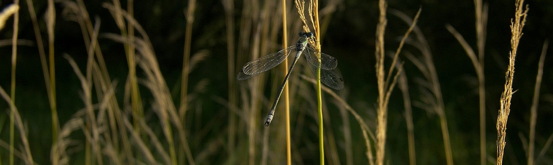Šídlatka páskovaná (Lestes sponsa) - foto Vojtěch Kodet