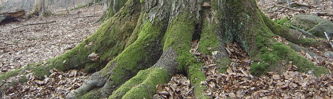 NPR Velký Špičák, Třešť [JI] - 18.3.2004, foto Vojtěch Kodet