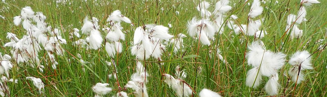 Suchopýr úzkolistý (Eriophorum angustifolium), PR V Lisovech, Jihlávka [JI] - 10.6.2015, foto Vojtěch Kodet