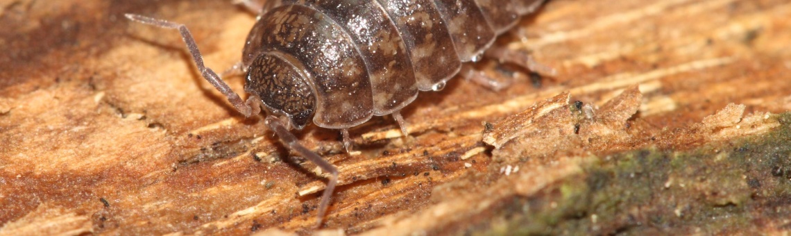Stejnonožec Protracheoniscus politus - foto Filip Trnka