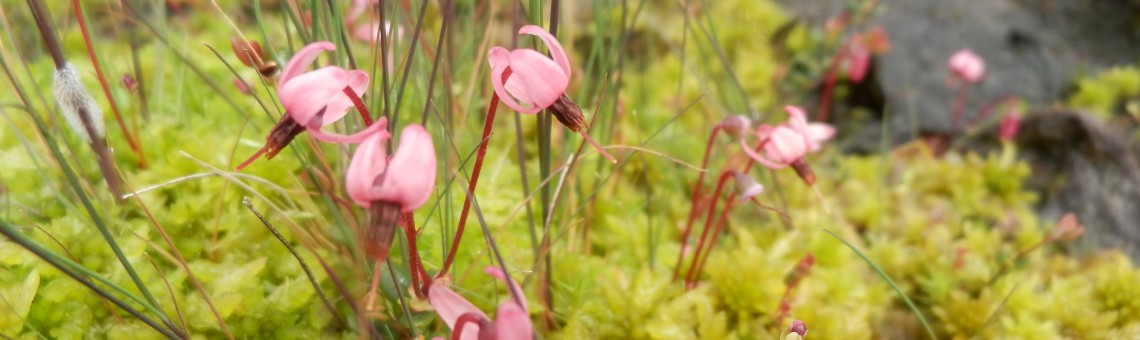 Klikva bahenní (Oxycoccus palustris), PP Ještěnice, Horní Dubenky [JI] - 11.6.2015, foto Vojtěch Kodet