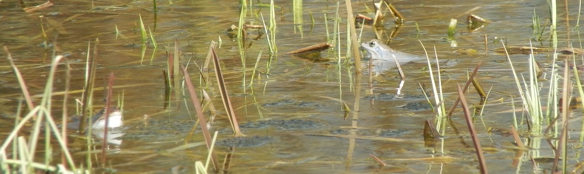 Skokan ostronosý (Rana arvalis), Veselský rybník, Nové Veselí [ZR] - foto Vojtěch Kodet