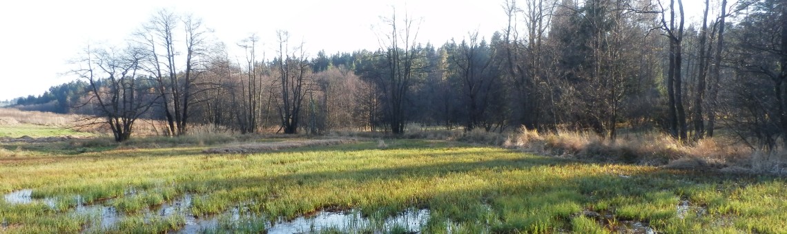 PR Rašeliniště Loučky, Loučky u Jihlavy [JI] - 23.11.2013, foto Vojtěch Kodet
