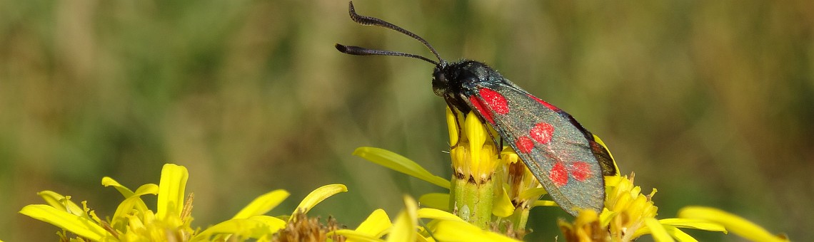 Vřetenuška obecná (Zygaena filipenduale), PR Vílanecké rašeliniště, Vílanec u Jihlavy [JI] - 13.8.2015, foto Vojtěch Kodet