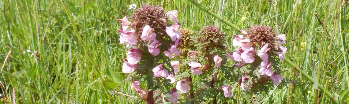 Všivec bahenní (Pedicularis palustris), PR Na Oklice, Milíčov u Jihlavy [JI] - 28.5.2013, foto Vojtěch Kodet