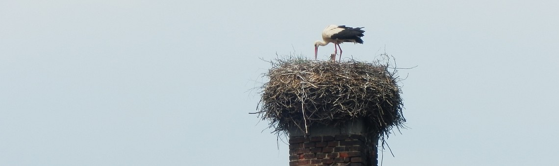 Čáp bílý (Ciconia ciconia), Polná [JI] - 8.6.2015, foto Vojtěch Kodet
