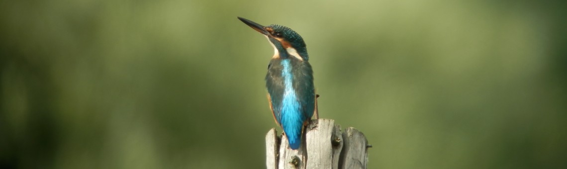 Ledňáček říční (Alcedo atthis), PP Obecník, Horní Libochová [ZR] - foto Vojtěch Kodet