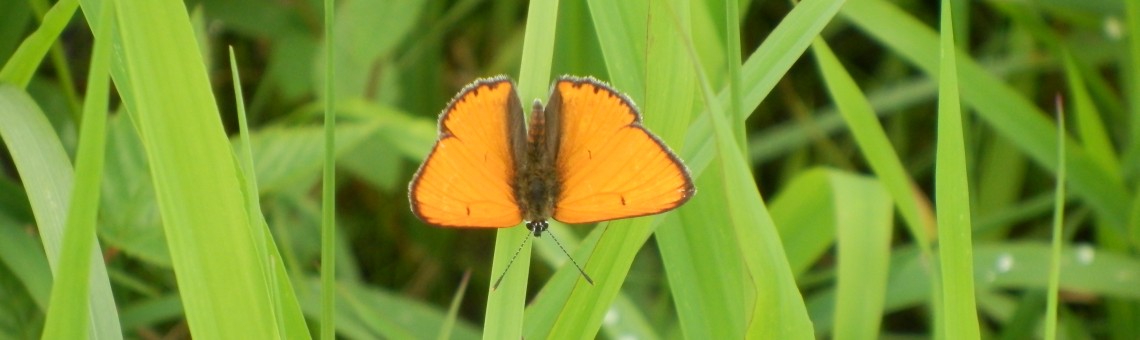 Samec ohniváčka černočárného (L ycaena dispar), PR Chvojnov, Milíčov u Jihlavy [JI] - 12.8.2014, foto Vojtěch Kodet