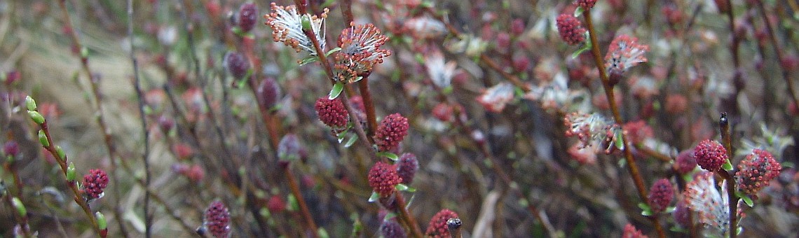 Vrba rozmarýnolistá (Salix rosmarinifolia), PR Chvojnov, Milíčov u Jihlavy [JI] - 24.4.2004, foto Vojtěch Kodet