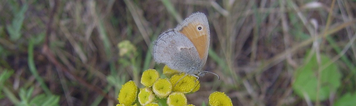 Okáč poháňkový (Coenonympha pamphilus), Krahulčí [JI] - 26.8.2004, foto Vojtěch Kodet