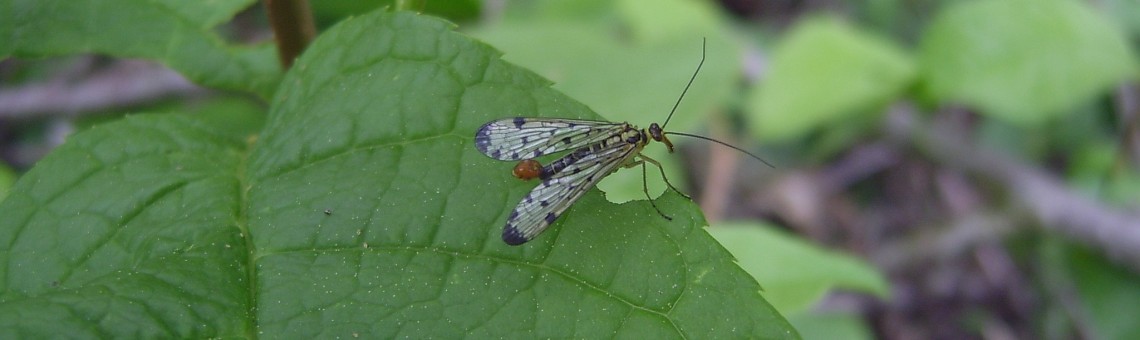 Srpice obecn&aacute; (Panorpa communis) - 21.5.2004, foto Vojtěch Kodet