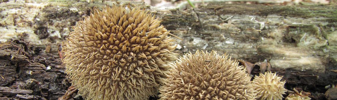 Pýchavka ježatá (Lycoperdon echinatum) v NPR Velký Špičák [JI] - 9.8.2011, foto Marek Brom