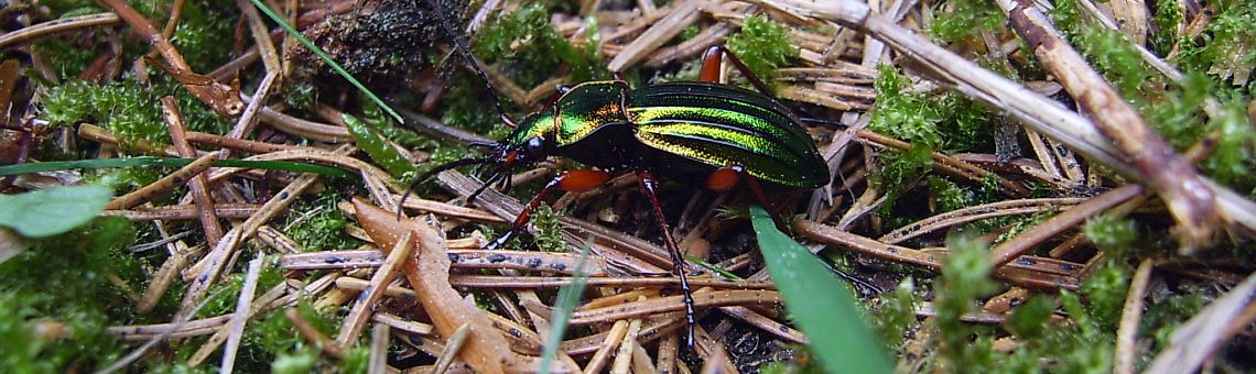 Střevlík zlatolesklý (Carabus auronitens), RBC Vlčí jámy (les Bradlo), Hosov [JI] - 15.5.2004, foto Vojtěch Kodet