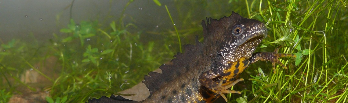 Čolek velký (Triturus cristatus) - foto Jaromír Maštera